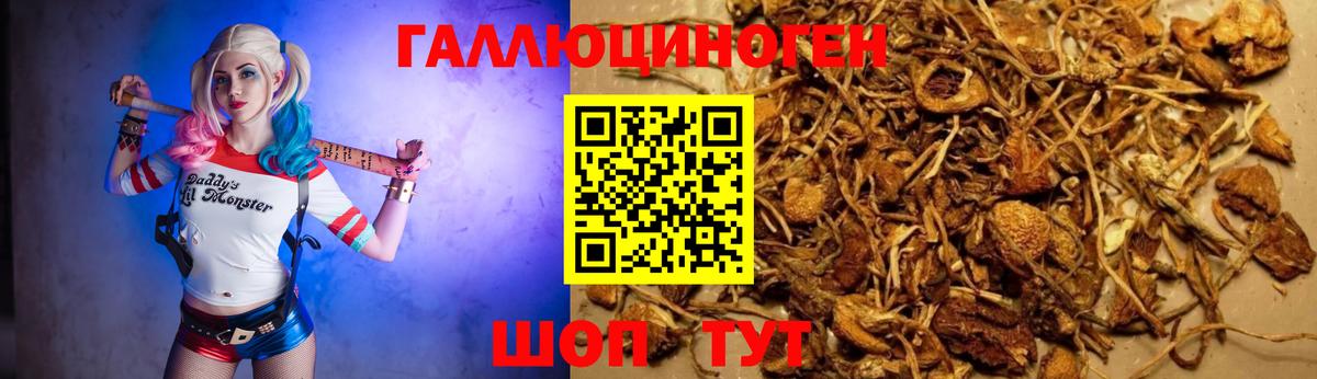 Псилоцибиновые грибы Cubensis Азнакаево